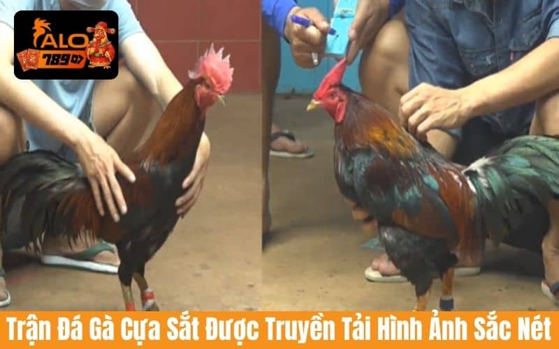 Các trận đá gà cựa sắt được phát sóng với hình ảnh chất lượng Các trận đá gà cựa sắt được phát sóng với hình ảnh chất lượng