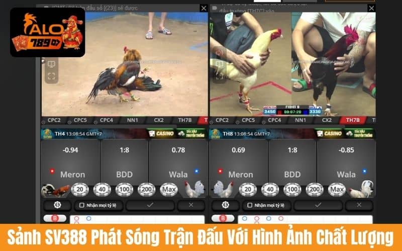 Sảnh SV388 phát sóng trực tiếp đá gà cựa sắt và cựa dao Sảnh SV388 phát sóng trực tiếp đá gà cựa sắt và cựa dao