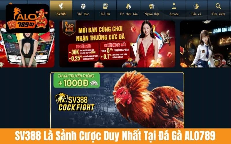 SV388 là sảnh cược đá gà trực tuyến tại đá gà ALO789 SV388 là sảnh cược đá gà trực tuyến tại đá gà ALO789