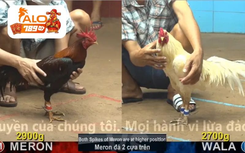 Đá gà cựa sắt đấy hấp dẫn tại đá gà ALO789 Đá gà cựa sắt đấy hấp dẫn tại đá gà ALO789